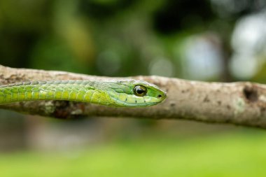 Ağaç yılanı ya da Afrika ağaç yılanı olarak da bilinen muhteşem bir yaygaranın (Dispholidus typus) yakın çekimi. Afrika 'nın ölümcül zehirli yılanı