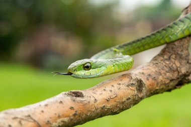 Ağaç yılanı ya da Afrika ağaç yılanı olarak da bilinen muhteşem bir yaygaranın (Dispholidus typus) yakın çekimi. Afrika 'nın ölümcül zehirli yılanı
