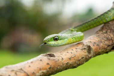 Ağaç yılanı ya da Afrika ağaç yılanı olarak da bilinen muhteşem bir yaygaranın (Dispholidus typus) yakın çekimi. Afrika 'nın ölümcül zehirli yılanı