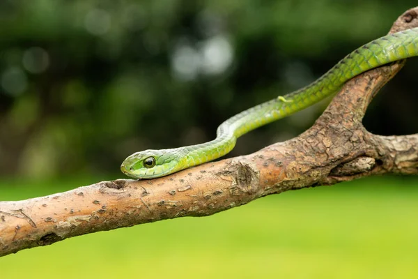 Ağaç yılanı ya da Afrika ağaç yılanı olarak da bilinen muhteşem bir yaygaranın (Dispholidus typus) yakın çekimi. Afrika 'nın ölümcül zehirli yılanı