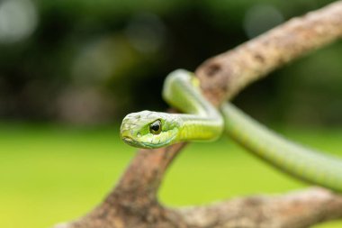Ağaç yılanı ya da Afrika ağaç yılanı olarak da bilinen muhteşem bir yaygaranın (Dispholidus typus) yakın çekimi. Afrika 'nın ölümcül zehirli yılanı