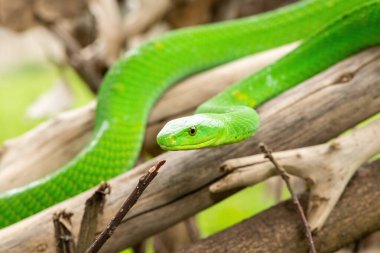 Güzel Doğu Yeşil Mamba (Dendroaspis angusticeps), Afrika 'nın ölü dalları üzerinde poz veren muhteşem ama ölümcül zehirli bir yılan.