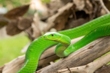 Güzel Doğu Yeşil Mamba (Dendroaspis angusticeps), Afrika 'nın ölü dalları üzerinde poz veren muhteşem ama ölümcül zehirli bir yılan.