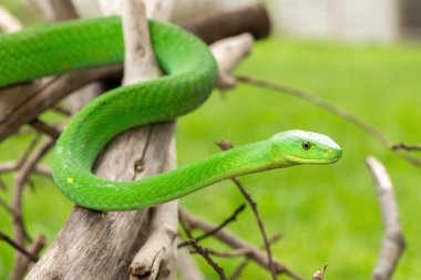 Güzel Doğu Yeşil Mamba (Dendroaspis angusticeps), Afrika 'nın ölü dalları üzerinde poz veren muhteşem ama ölümcül zehirli bir yılan.