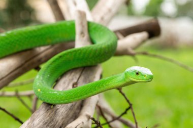 Güzel Doğu Yeşil Mamba (Dendroaspis angusticeps), Afrika 'nın ölü dalları üzerinde poz veren muhteşem ama ölümcül zehirli bir yılan.