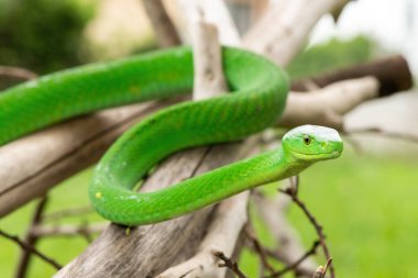 Güzel Doğu Yeşil Mamba (Dendroaspis angusticeps), Afrika 'nın ölü dalları üzerinde poz veren muhteşem ama ölümcül zehirli bir yılan.