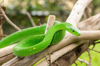 Güzel Doğu Yeşil Mamba (Dendroaspis angusticeps), Afrika 'nın ölü dalları üzerinde poz veren muhteşem ama ölümcül zehirli bir yılan.