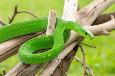Güzel Doğu Yeşil Mamba (Dendroaspis angusticeps), Afrika 'nın ölü dalları üzerinde poz veren muhteşem ama ölümcül zehirli bir yılan.