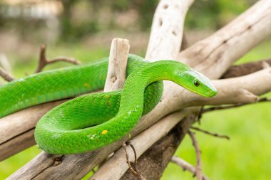 Güzel Doğu Yeşil Mamba (Dendroaspis angusticeps), Afrika 'nın ölü dalları üzerinde poz veren muhteşem ama ölümcül zehirli bir yılan.