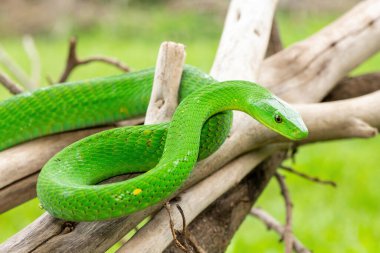 Güzel Doğu Yeşil Mamba (Dendroaspis angusticeps), Afrika 'nın ölü dalları üzerinde poz veren muhteşem ama ölümcül zehirli bir yılan.