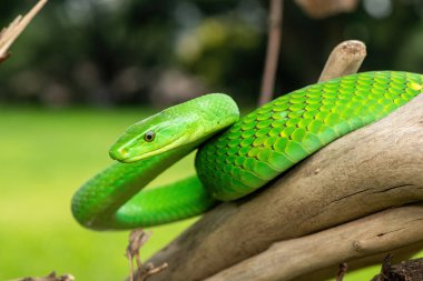 Güzel Doğu Yeşil Mamba (Dendroaspis angusticeps), Afrika 'nın ölü dalları üzerinde poz veren muhteşem ama ölümcül zehirli bir yılan.