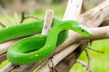 Güzel Doğu Yeşil Mamba (Dendroaspis angusticeps), Afrika 'nın ölü dalları üzerinde poz veren muhteşem ama ölümcül zehirli bir yılan.