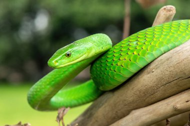 Güzel Doğu Yeşil Mamba (Dendroaspis angusticeps), Afrika 'nın ölü dalları üzerinde poz veren muhteşem ama ölümcül zehirli bir yılan.