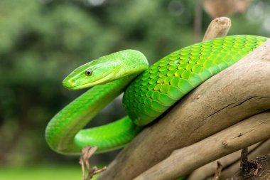 Güzel Doğu Yeşil Mamba (Dendroaspis angusticeps), Afrika 'nın ölü dalları üzerinde poz veren muhteşem ama ölümcül zehirli bir yılan.