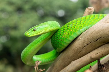 Güzel Doğu Yeşil Mamba (Dendroaspis angusticeps), Afrika 'nın ölü dalları üzerinde poz veren muhteşem ama ölümcül zehirli bir yılan.