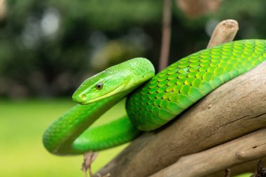 Güzel Doğu Yeşil Mamba (Dendroaspis angusticeps), Afrika 'nın ölü dalları üzerinde poz veren muhteşem ama ölümcül zehirli bir yılan.