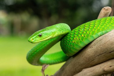 Güzel Doğu Yeşil Mamba (Dendroaspis angusticeps), Afrika 'nın ölü dalları üzerinde poz veren muhteşem ama ölümcül zehirli bir yılan.