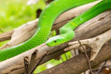 Güzel Doğu Yeşil Mamba (Dendroaspis angusticeps), Afrika 'nın ölü dalları üzerinde poz veren muhteşem ama ölümcül zehirli bir yılan.