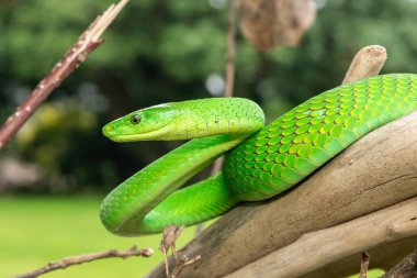 Güzel Doğu Yeşil Mamba (Dendroaspis angusticeps), Afrika 'nın ölü dalları üzerinde poz veren muhteşem ama ölümcül zehirli bir yılan.