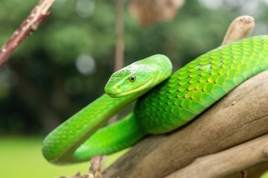 Güzel Doğu Yeşil Mamba (Dendroaspis angusticeps), Afrika 'nın ölü dalları üzerinde poz veren muhteşem ama ölümcül zehirli bir yılan.