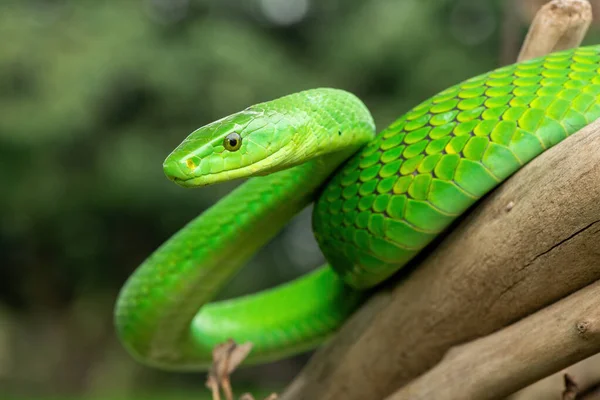 Güzel Doğu Yeşil Mamba (Dendroaspis angusticeps), Afrika 'nın ölü dalları üzerinde poz veren muhteşem ama ölümcül zehirli bir yılan.