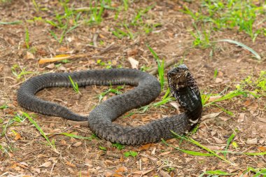 Güzel Rinkhals (Hemachatus haemachatus), ayrıca ringhals ya da halka boyunlu tüküren kobra olarak da bilinir.