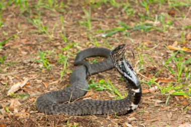 Güzel Rinkhals (Hemachatus haemachatus), ayrıca ringhals ya da halka boyunlu tüküren kobra olarak da bilinir.