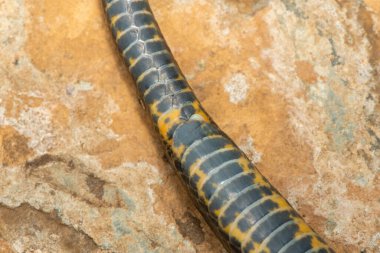 Esmer karınlı bir su yılanının (Lycodonomorphus laevissimus) alt pulları. Zehirli olmayan Afrika sürüngeni.