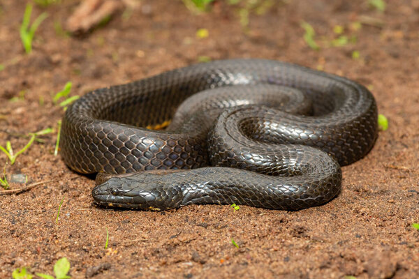 Красивый белобрюхий водонос (Lycodonomorphus laevissimus) возле небольшого пруда. Неядовитые африканские рептилии