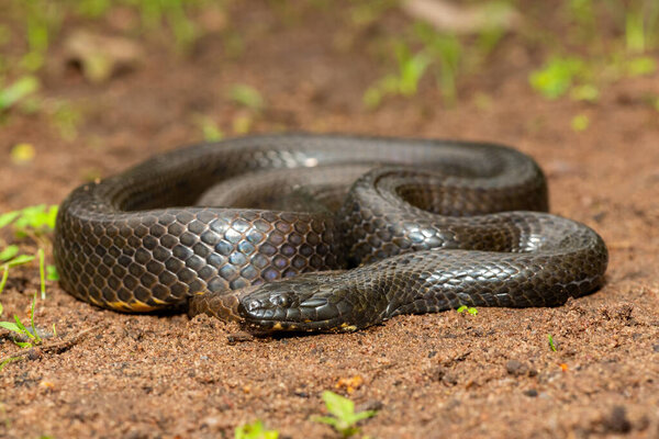 Красивый белобрюхий водонос (Lycodonomorphus laevissimus) возле небольшого пруда. Неядовитые африканские рептилии