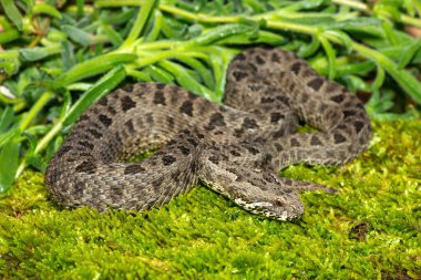 Drakensberg 'den güzel bir dağ yılanının (Bitis atropos) yakın çekimi. Yosun tutmuş kayanın üzerinde zehirli bir Afrika yılanı.