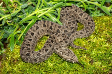 Drakensberg 'den güzel bir dağ yılanının (Bitis atropos) yakın çekimi. Yosun tutmuş kayanın üzerinde zehirli bir Afrika yılanı.