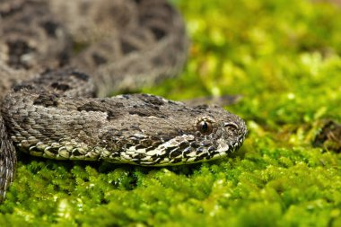 Drakensberg 'den güzel bir dağ yılanının (Bitis atropos) yakın çekimi. Yosun tutmuş kayanın üzerinde zehirli bir Afrika yılanı.