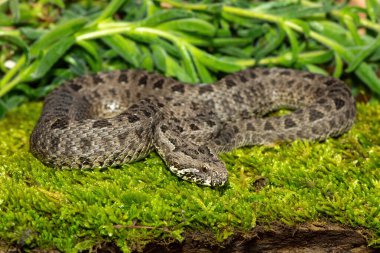Drakensberg 'den güzel bir dağ yılanının (Bitis atropos) yakın çekimi. Yosun tutmuş kayanın üzerinde zehirli bir Afrika yılanı.
