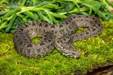 Drakensberg 'den güzel bir dağ yılanının (Bitis atropos) yakın çekimi. Yosun tutmuş kayanın üzerinde zehirli bir Afrika yılanı.