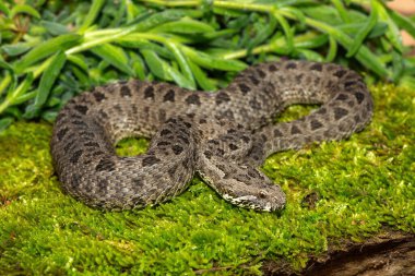 Drakensberg 'den güzel bir dağ yılanının (Bitis atropos) yakın çekimi. Yosun tutmuş kayanın üzerinde zehirli bir Afrika yılanı.