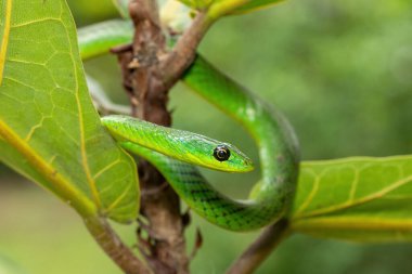 Küçük bir ağaçta sevimli bir Natal yeşil yılanının (Philothamnus natalensis) yakın çekimi. Zehirli olmayan Güney Afrika 'ya özgü bir yılan.