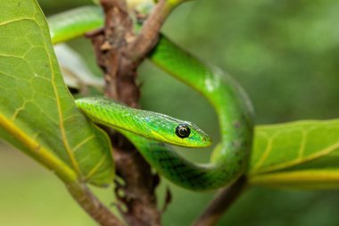 Küçük bir ağaçta sevimli bir Natal yeşil yılanının (Philothamnus natalensis) yakın çekimi. Zehirli olmayan Güney Afrika 'ya özgü bir yılan.