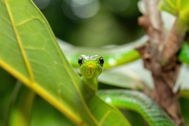 Küçük bir ağaçta sevimli bir Natal yeşil yılanının (Philothamnus natalensis) yakın çekimi. Zehirli olmayan Güney Afrika 'ya özgü bir yılan.
