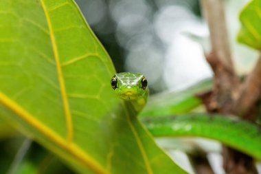 Küçük bir ağaçta sevimli bir Natal yeşil yılanının (Philothamnus natalensis) yakın çekimi. Zehirli olmayan Güney Afrika 'ya özgü bir yılan.