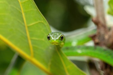 Küçük bir ağaçta sevimli bir Natal yeşil yılanının (Philothamnus natalensis) yakın çekimi. Zehirli olmayan Güney Afrika 'ya özgü bir yılan.