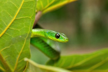 Küçük bir ağaçta sevimli bir Natal yeşil yılanının (Philothamnus natalensis) yakın çekimi. Zehirli olmayan Güney Afrika 'ya özgü bir yılan.