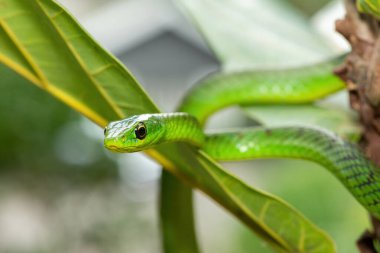 Küçük bir ağaçta sevimli bir Natal yeşil yılanının (Philothamnus natalensis) yakın çekimi. Zehirli olmayan Güney Afrika 'ya özgü bir yılan.