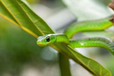 Küçük bir ağaçta sevimli bir Natal yeşil yılanının (Philothamnus natalensis) yakın çekimi. Zehirli olmayan Güney Afrika 'ya özgü bir yılan.