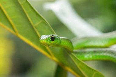 Küçük bir ağaçta sevimli bir Natal yeşil yılanının (Philothamnus natalensis) yakın çekimi. Zehirli olmayan Güney Afrika 'ya özgü bir yılan.