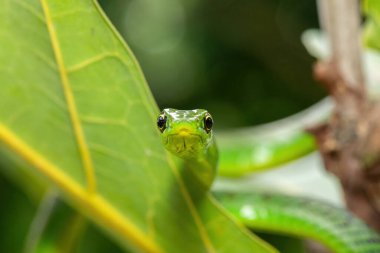 Küçük bir ağaçta sevimli bir Natal yeşil yılanının (Philothamnus natalensis) yakın çekimi. Zehirli olmayan Güney Afrika 'ya özgü bir yılan.