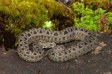 Drakensberg dağlarında güzel bir dağ yılanının (Bitis atropos) yakın çekimi. Güney Afrika 'ya özgü zehirli bir yılan.