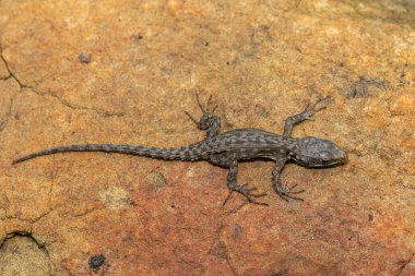 Drakensberg Dağları, KwaZulu-Natal, Güney Afrika 'da kayaların üzerinde güneşlenen güzel bir genç Drakensberg Kayalık Kertenkelesi (Pseudocordylus subviridis)