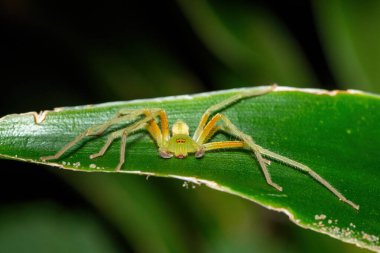 Güzel bir yetişkin erkek yeşil ağaç avcısı (Olios auricomis), Güney Afrika 'nın KwaZulu-Natal kıyı ormanında bulunan Zanzibar Olios Huntsman Spider olarak da bilinir.