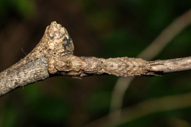 Güzel bir dişi peygamber devesi havlaması (Tarachodes sp.) Güney Afrika 'nın KwaZulu-Natal kentindeki bir kıyı ormanında kamuflajını gösteriyor.